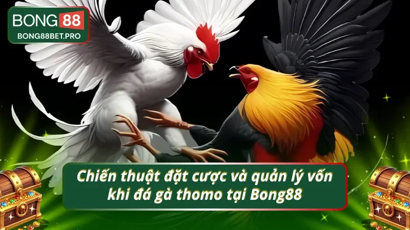 Chiến thuật đặt cược và quản lý vốn khi đá gà thomo tại Bong88