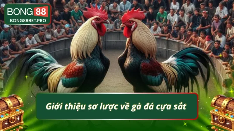 Tìm hiểu sơ lược về gà cựa sắt uy tín tại BONG88