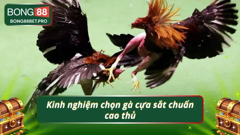 Bí quyết chọn gà chuẩn cao thủ ai cũng nên biết